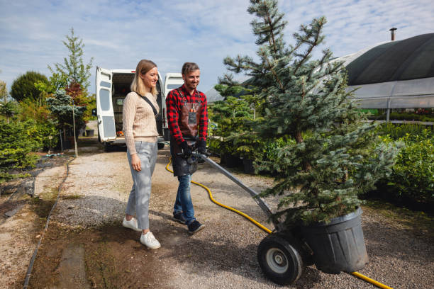 The Steps Involved in Our Tree Care Process in Rockledge, FL